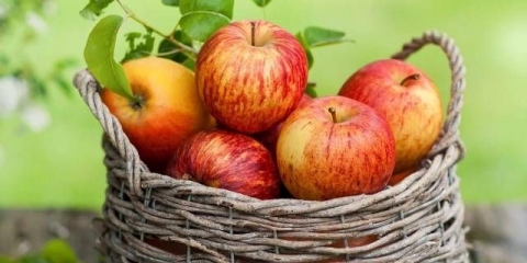 Orezivanje stabala jabuka u jesen + video, dijagram za početnike